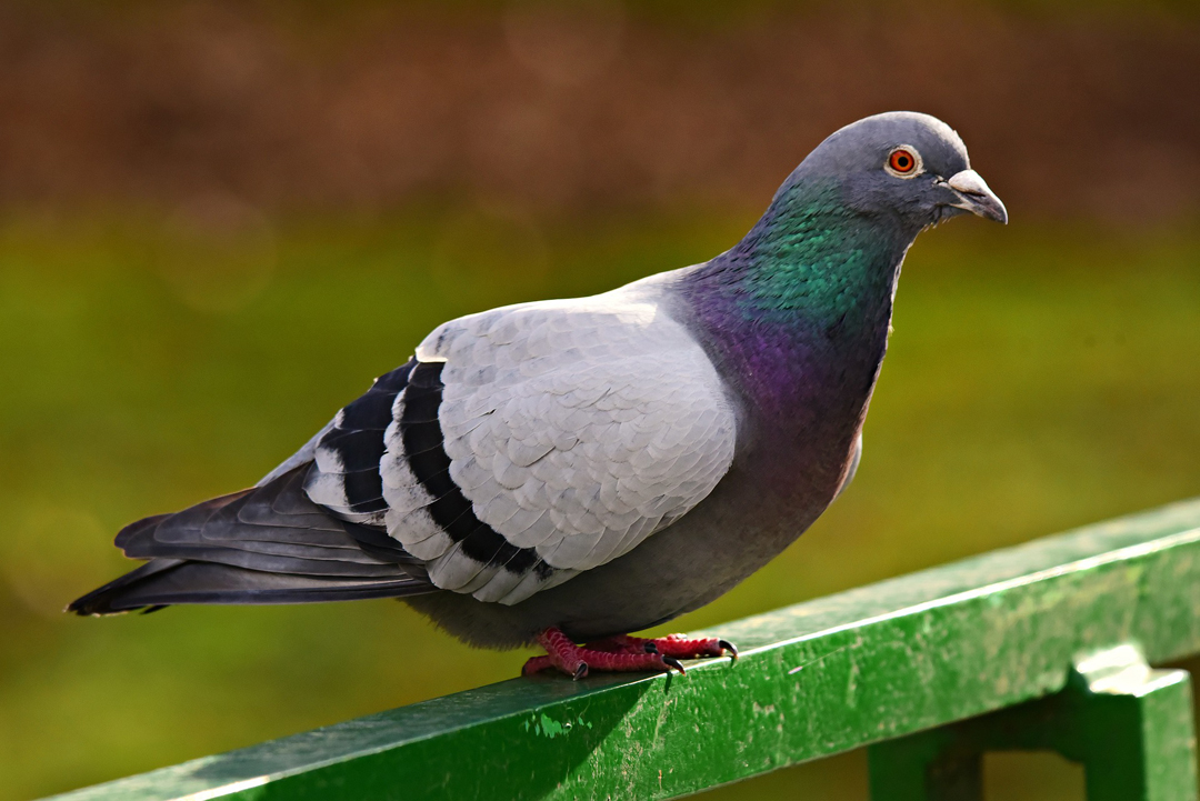 feral pigeon